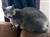 20230808 Russian Blue 2.jpeg