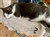 20251003 Bamse (1).jpeg